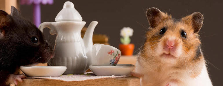 Hamster Haltung und Ernährung