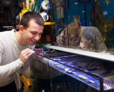 Richtig Aquarium einrichten - Tipps für Einsteiger in der Aquaristik