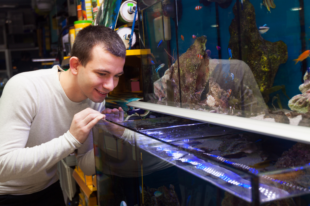 Richtig Aquarium einrichten - Tipps für Einsteiger in der Aquaristik