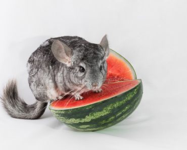 Chinchilla Ernährung