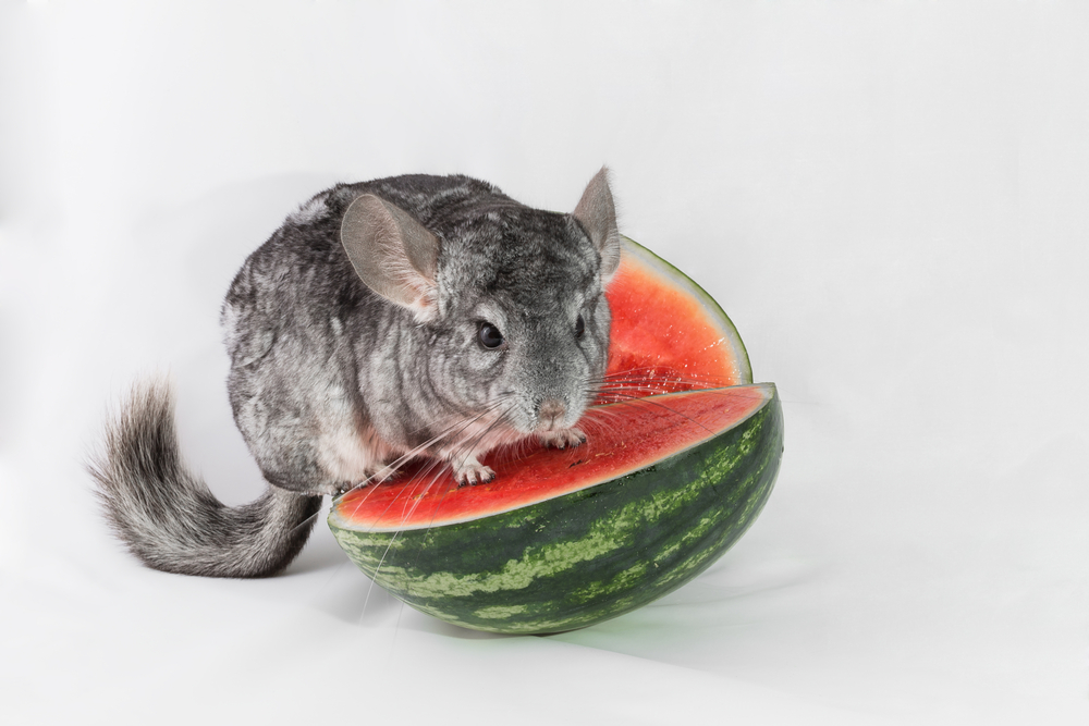 Chinchilla Ernährung