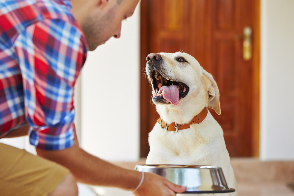 Richtige Menge an Hunde Nassfutter