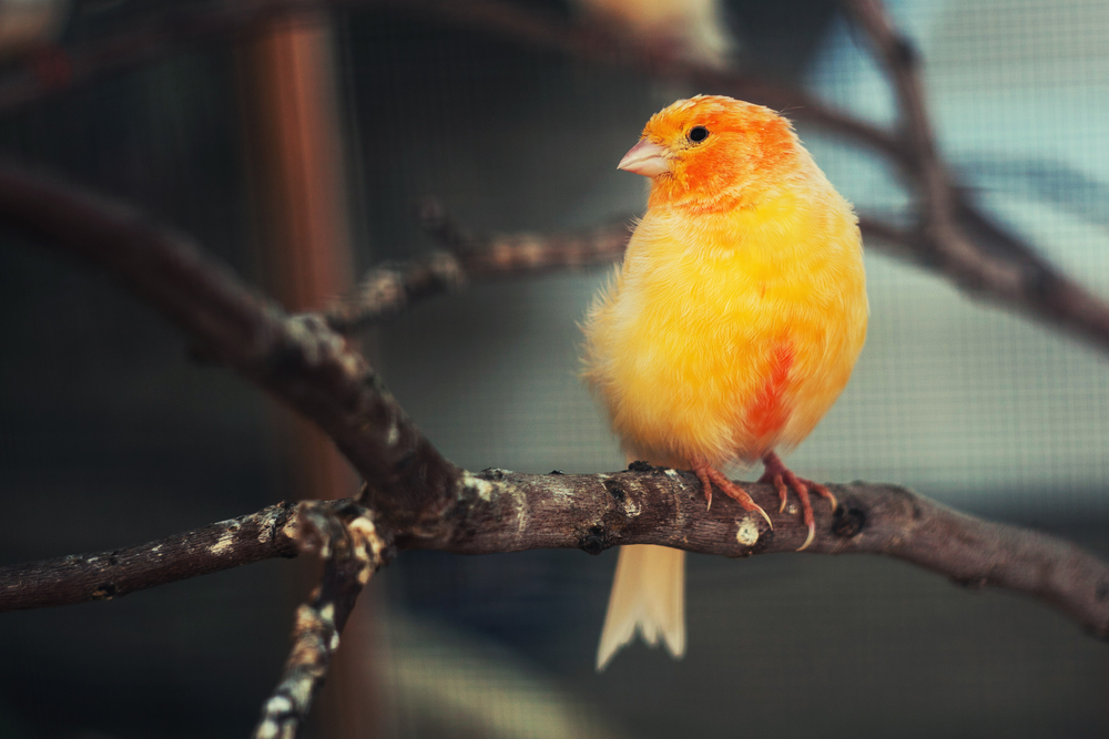 Vitaminmangel bei Kanarienvögel vorbeugen