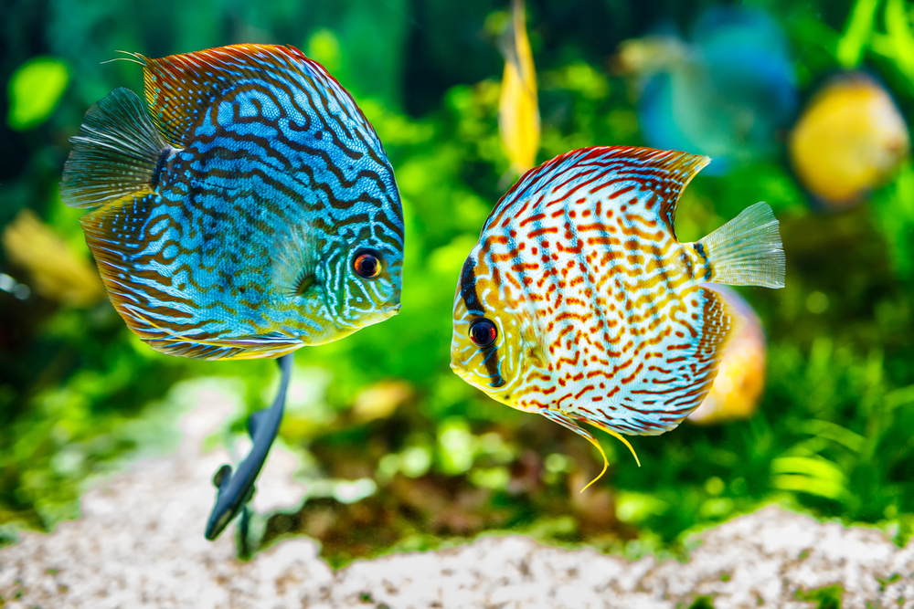 Aquarium Fische Männchen und Weibchen