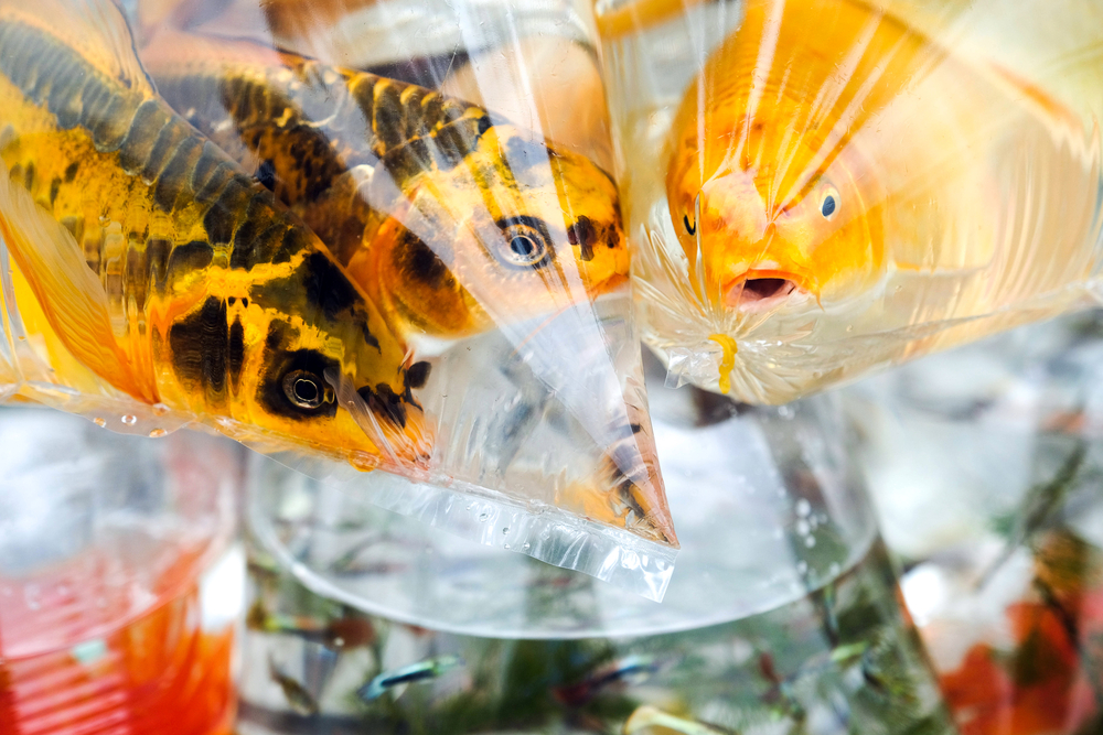 Fische richtig ins Aquairum einsetzen