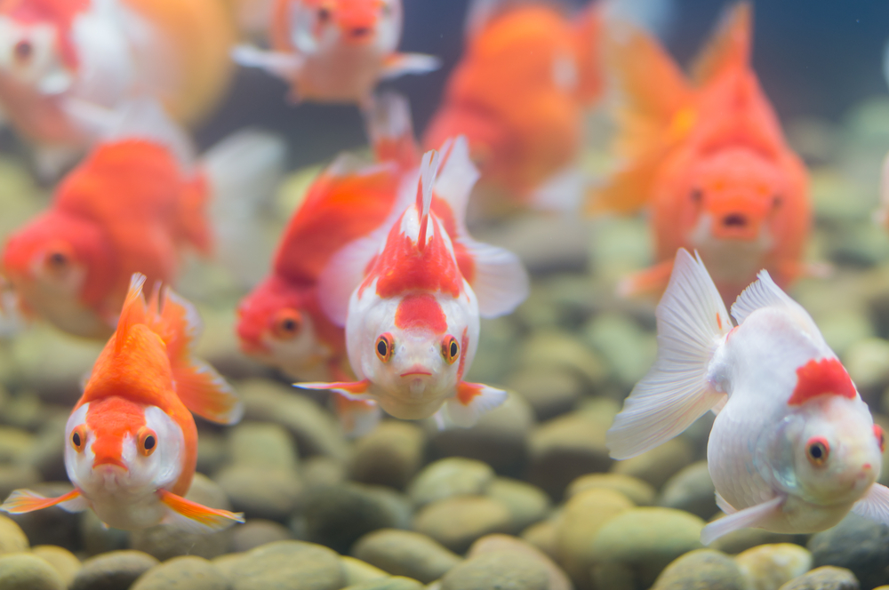 Golfish - Golfische als Aquarium Besatz