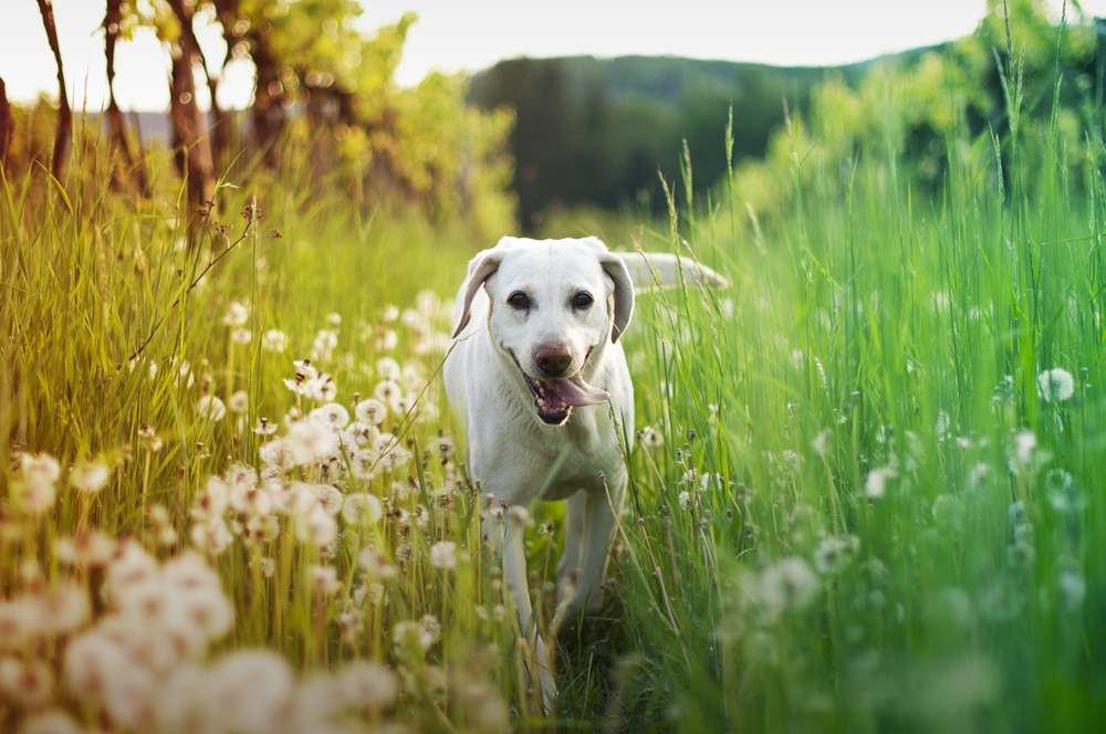 natürlicher Zeckenschutz für Hunde