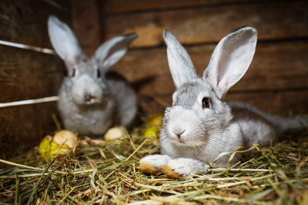 Kaninchen im Stahl aus Holzstall