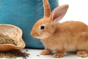 Trockenfutter für Zwergkaninchen