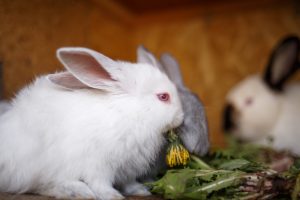 Frisches Grünfutter für Zwergkaninchen