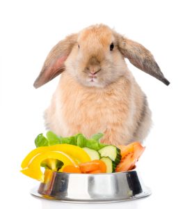 Frisches Obst und Gemüse als Kaninchenfutter