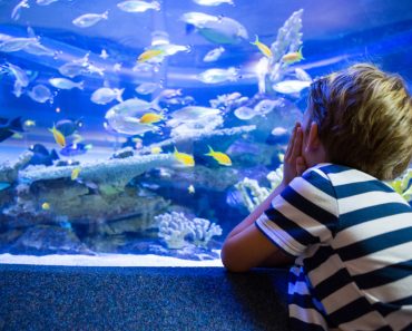 Richtige Fische fürs Aquarium auswählen