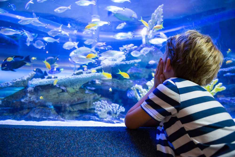 Richtige Fische fürs Aquarium auswählen