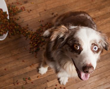 Hunde Trockenfutter einweichen oder nicht