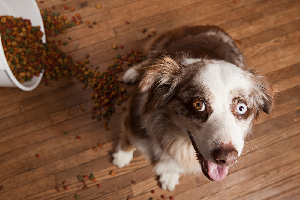 Hunde Trockenfutter einweichen oder nicht