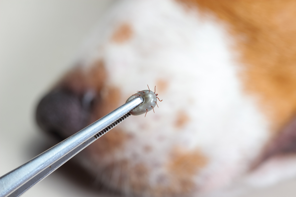 Zecken beim Hund sicher entfernen