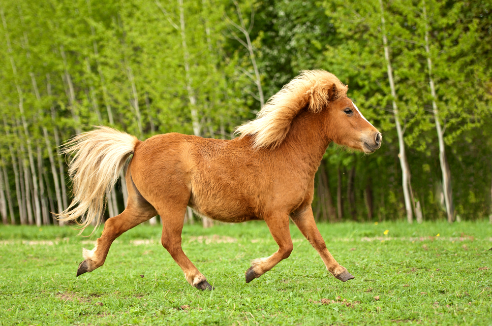 Pony reiten