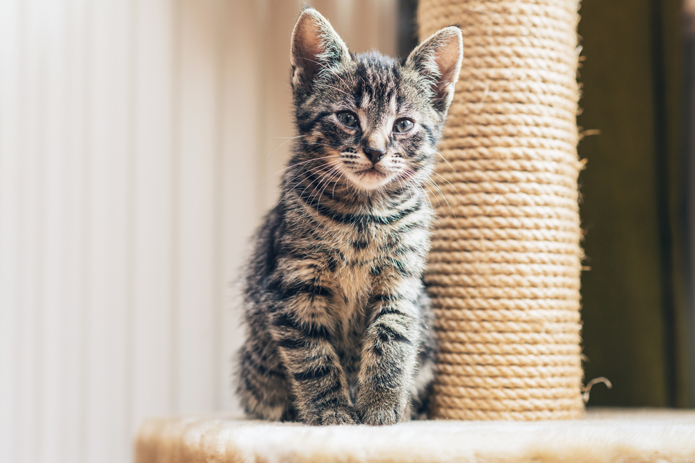 Katzen Kratzbaum günstig 