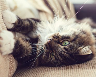 Katzen vom Sofa abgewöhnen