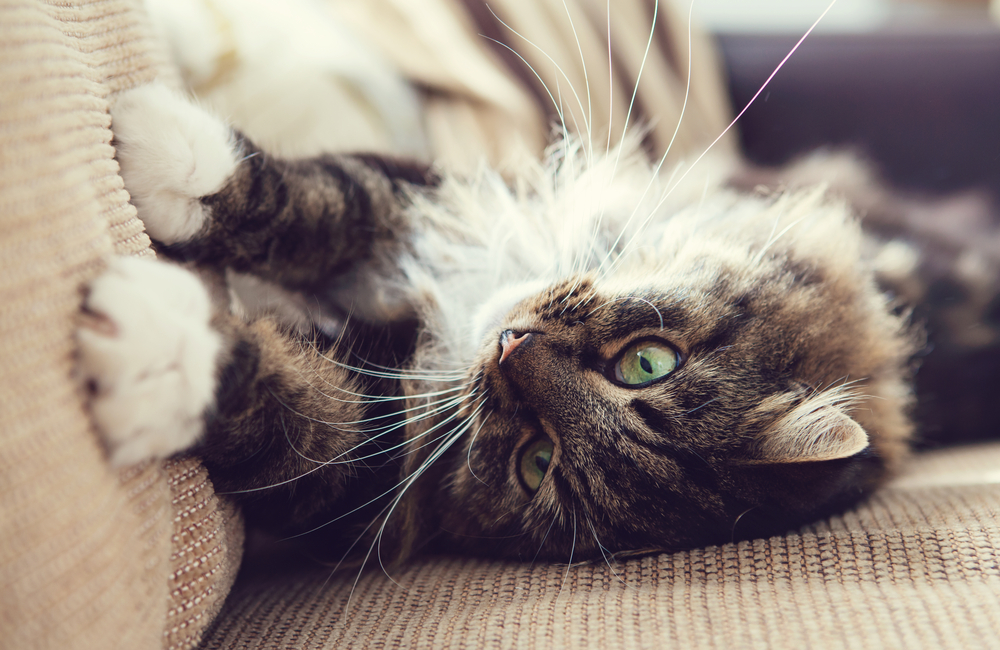 Katzen vom Sofa abgewöhnen