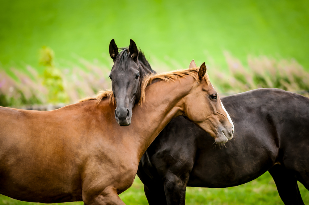 liebevolle freundliche Pferderassen