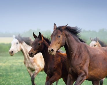 Pferderassen Warmblüter