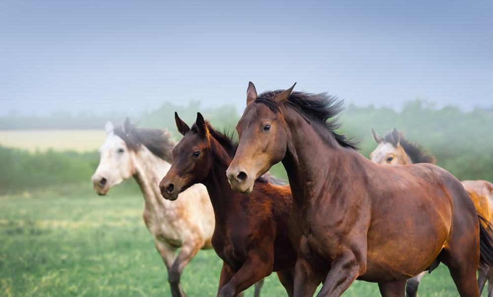 Pferderassen Warmblüter