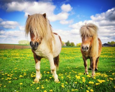 Ponys süße Pferderasse