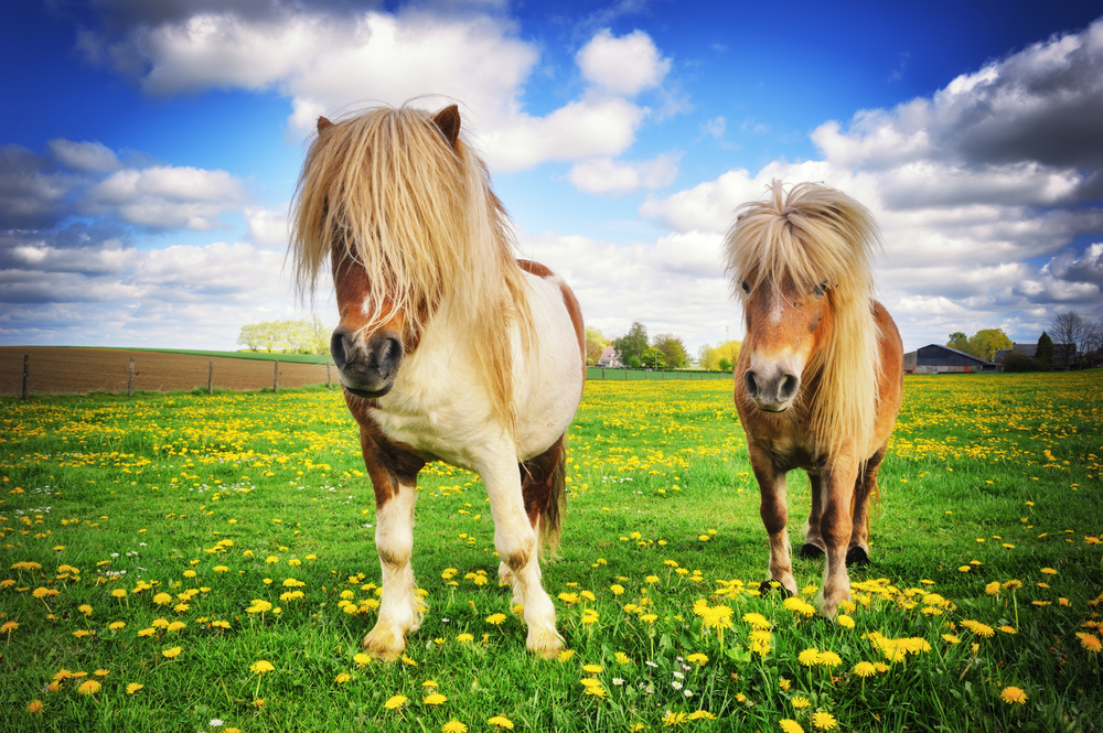 Ponys süße Pferderasse 