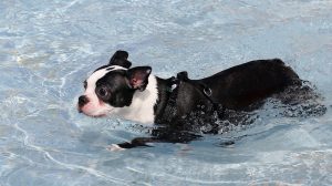 Großer Hunde Swimming Pool