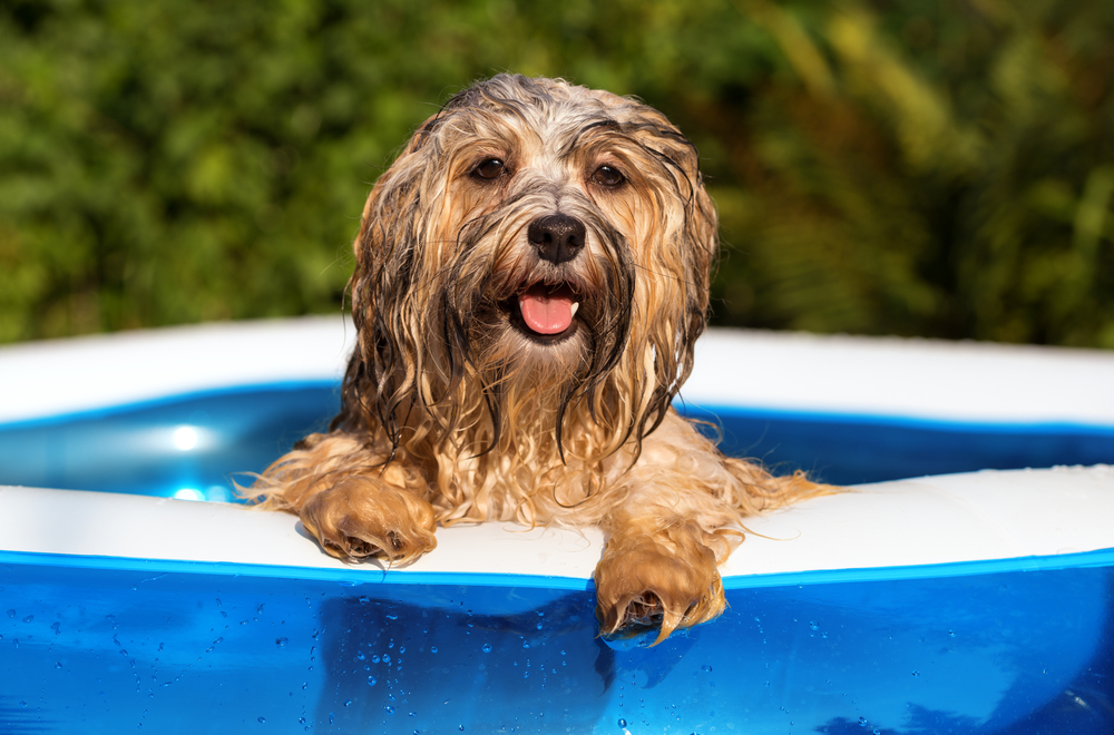 Hunde Pool günstig kaufen