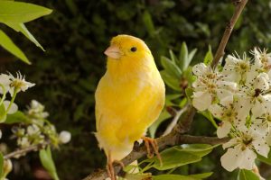 Futter für Kanarien Vögel