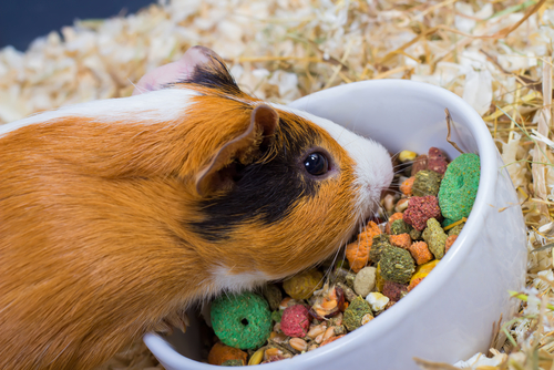 Trockenfutter für Meerschweinchen günstig online