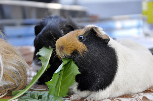 Gemüse und Gras Meerschweinchen füttern