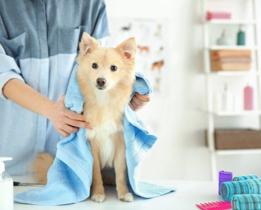 Hunde Fellpflege Tipps