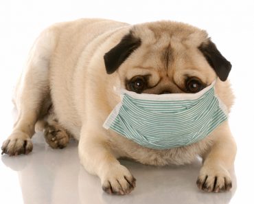 Allergien bei Hunden