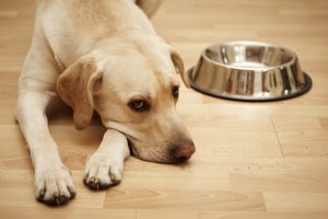 Futtermittelallergie bei Hunden