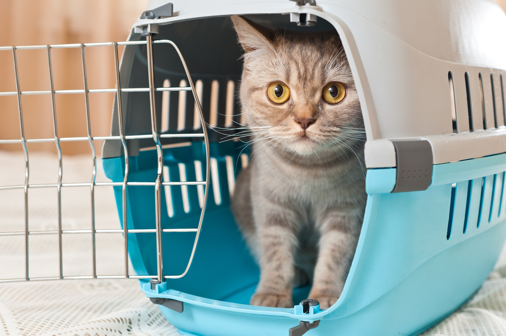 Richtige und günstige Katzentransportbox