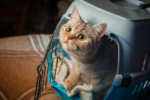 Tipps zum Katzen Transport