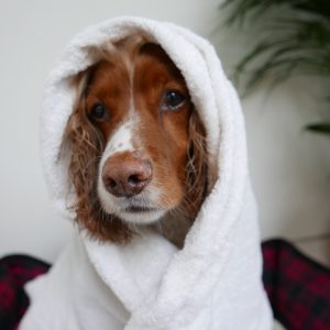 Wichtige Tipps über Hunde baden
