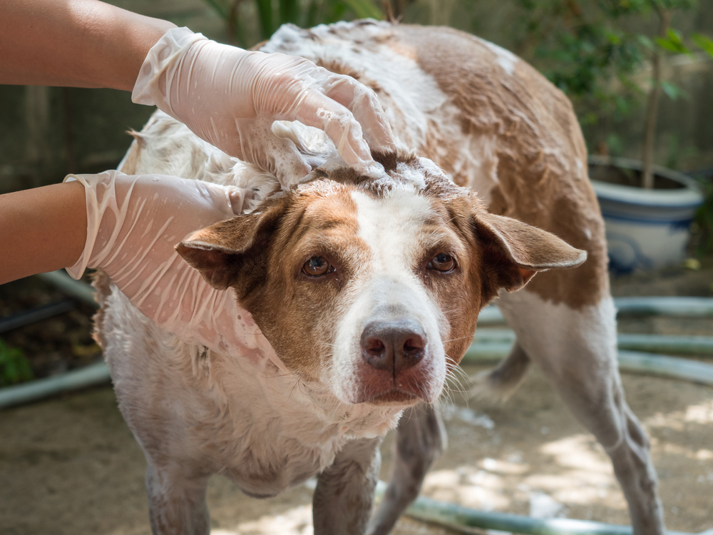 Hundeshampoo Fell säubern