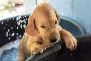 Hunde baden im Welpenalter beginnen