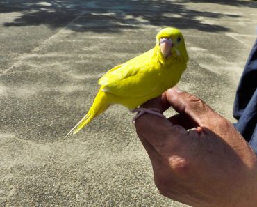 Kanarienvogel Fütterung Ernährung