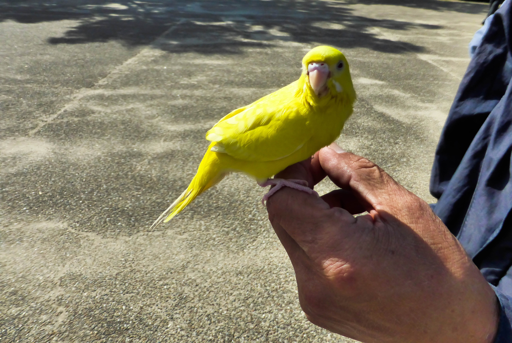 Kanarienvogel Fütterung Ernährung