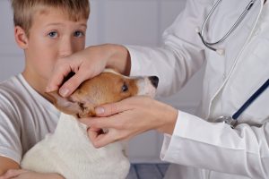 Entzündete Augen bei Hunden behandeln