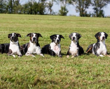 richtige Augenpflege beim Hund Ratgeber