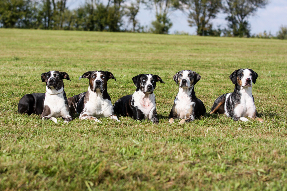 richtige Augenpflege beim Hund Ratgeber