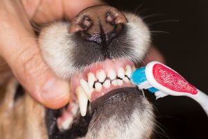 richtiges Zähne putzen beim Hund