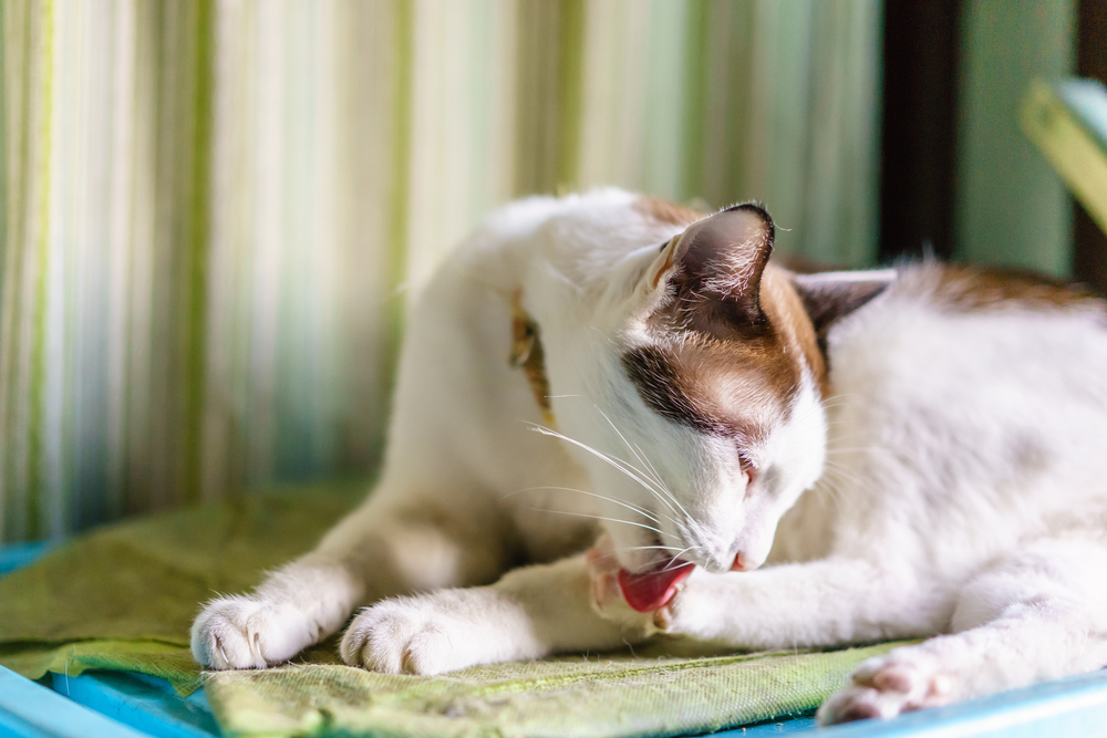 Die Fellpflege bei Katzen - was Besitzer unbedingt wissen müssen