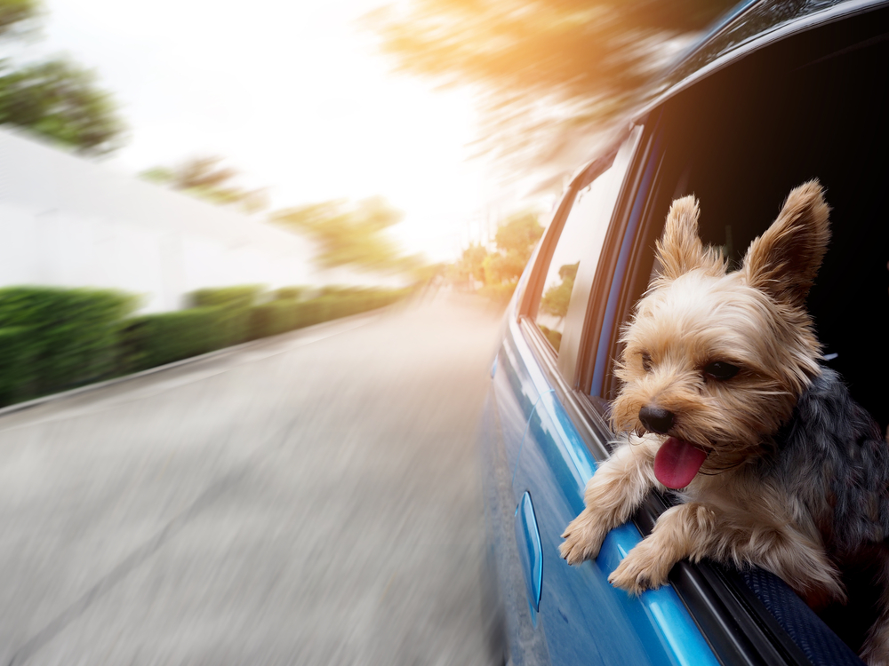 Mit dem Hund im Auto unterwegs